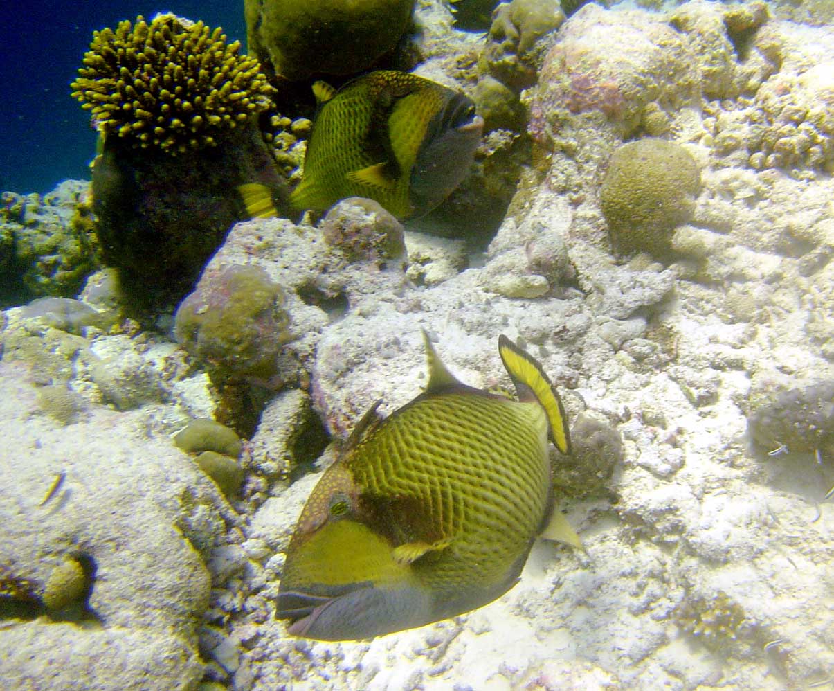 57-fish-underwater.jpg