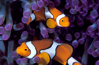 underwater-2_.jpg