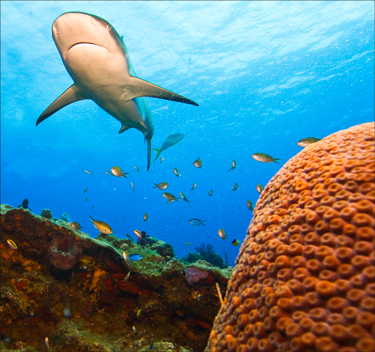 008-Bahamas-Reef-Sharks-052008.jpg