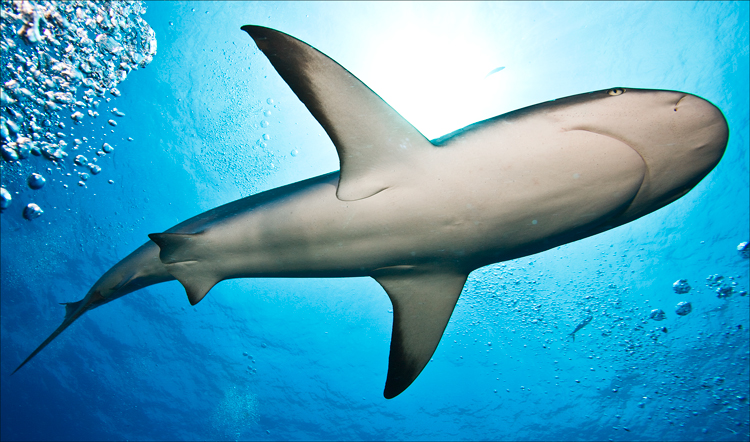 022-Bahamas-Reef-Shark-052008.jpg