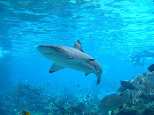 Blacktip-Reef-Shark.jpg