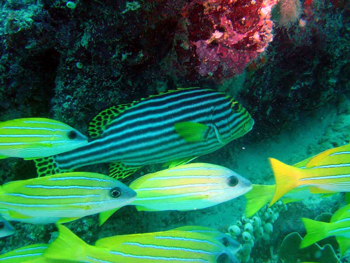 02-underwater.jpg