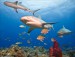 006-Bahamas-Reef-Sharks-052008.jpg