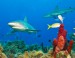 012-Bahamas-Reef-Shark.jpg