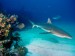 Gray Reef Sharks pictures underwater photos.jpg
